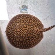 IKAN HIAS PARI AIR TAWAR MOTORO