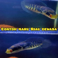 Channa Maru Riau 10 cm