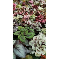 BEGONIA ~ POKOK ASAM BATU ~ INDOOR & OUTDOOR PLANT ~ begonia kampung