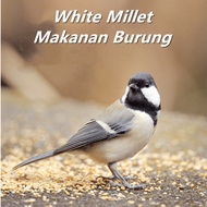 Makanan Burung Bird Proso Millet USA Sambau Burung Sekoi Burung