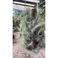 H2O - Tillandsia funckiana air plant (super big plant) live plant