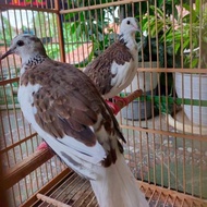 burung tekukur silangan, tekukur putih &amp; tekukur leopard dewasa bunyi 