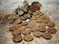 cow and carabao dung decomposed and dried