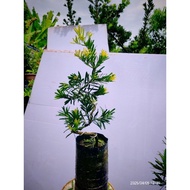 ⭐️新品种⭐️黄金钻罗汉松(原生苗)Gold Diamond podocarpus