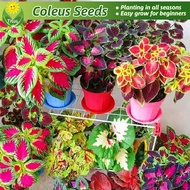 [Fast Growing Seeds] Fresh Coleus Seeds for Planting &amp; Gardening (Mixed Color 70pcs/pack) Rare Mayana Coleus Plant Seeds Bonsai Flower Seeds Ornamental Potted Coleus Live Plants for Sale Indoor Plants Real Plants Outdoor Home Garden Decor buto ng bulaklak