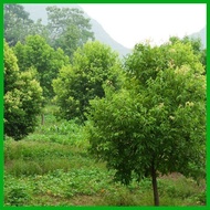 ◊ ℗ 1PCS Bay Leaf Seeds Laurel Plant Bayleaf Tree Seeds【COD】