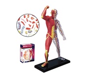 4D Vision หุ่นจำลองกล้ามเนื้อ 4 มิติ