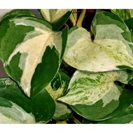 MONEY PLANT/POTHOS/SIREH GADING/MANJULA /GOLDEN/NJOY//MARBLE QUEEN/JADE POTHOS/GOLD NEON/PHILO BRASI