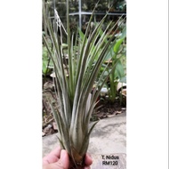 Tillandsia Nidus (Airplant)