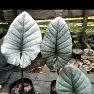 Alocasia Nebula dark grey