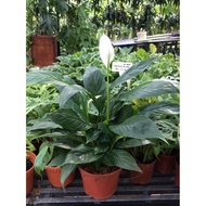 Spathiphyllum mojo # peace lily # indoor plant#pokok hidup