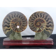 Ammonite fossil stone set with wood stand