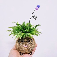 日式創意苔球│波士頓腎蕨│居家裝飾│窗邊植物│
