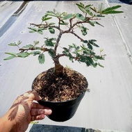 EKSLUSIF bonsai putri malu tinggal pajang