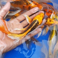 ikan koi kumpay slayer / Bibit koi berkualitas aquascape