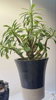 控養巨琉桑(Dorstenia gigas bullata）