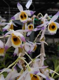 Den. bensoniae 紅斑森石斛, 原產於印緬邊境的變異種精品石斛開花株特售!