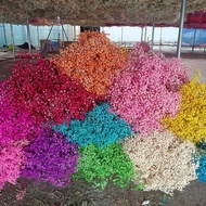 Gypsophila Dried Flower Bouquet Large Preserved Flowers Gypsophila Wedding Simulation Bouquet Yunnan