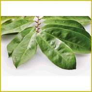 ☃ ❃ ✗ Guyabano Soursop Seeds 10seeds