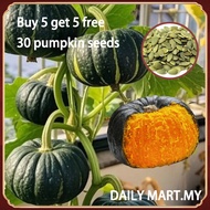 High Yield Japanese Pumpkin Seeds 30 Seed Black Pumpkin Seed Sweet Glutinous Chestnut Pumpkin Seeds