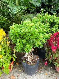 Bougainvillea Bonsai/Buganvilla/ Bugambilia/ Napoleon/ Veranera/ Trinitaria/ Santa Rita /Outdoor Plant