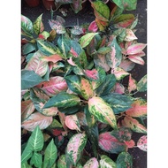 Aglaonema Varieties Plant Part 2 Actual Pic