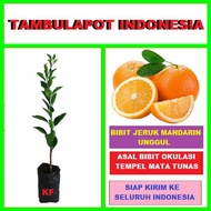 Bibit Tanaman Pohon Jeruk Mandarin Bibit Jeruk Mandarin