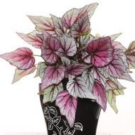 Begonia Plant in ceramic pot