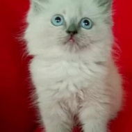 kucing Persia kitten Himalaya jantan