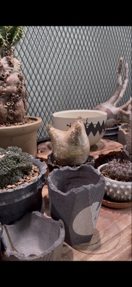 象牙玉 青金皮 3頭靚比例