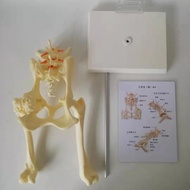 Dog Canine Lumbar Hip Joint With Femur Model Teaching Anatomy Skeleton Display