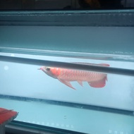 arwana super red 35cm ikan