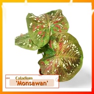 Caladium Thai Hybrid : Monsawan [Caladium Plants-Pokok Keladi /Indoor Plant/Real Live Plant]