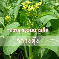 เมล็ดพันธุ์ เมล็ดผักกวางตุ้งดอกฮ่องกง 4000 เมล็ด [10 เเถม 1 คละได้]