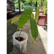 anak pokok durian musang king