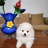 Anjing dijual Pomeranian mini stambum pom