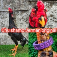 telur ayam Bangkok Chu shamo Jerman original