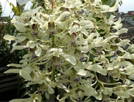 Anggrek Dendrobium wulaiense remaja