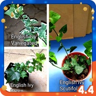 English Ivy Variegated / Hedera Helix / English Ivy Batik / Indoor Plants / Live Plant | 🌿 Efzeen Da