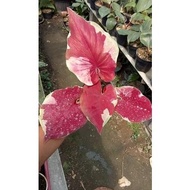 caladium dwi warna