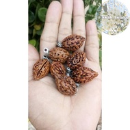 Jenitri Rudraksha Mukhi 3 LINES 3 Blessings_Always