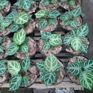 anthurium kuping gajah dorayaki silver