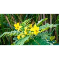 LEEN JAMU  SET BERPANTANG POKOK DAN DAUN SENNA