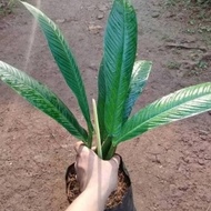 [ READY ] tanaman hias lynette - philodendeon linet - philodendron ORI