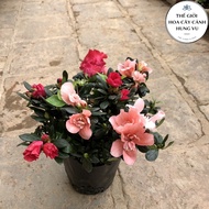 2-color Azalea Plant (Real Photo).
