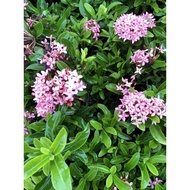 Pokok Ixora Pink dan Ixora Putih / Anak Pokok Ixora / Anak Pokok Tudung Puyuk