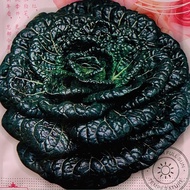Black Vegetable Seed Cold-Resistant Green Vegetable Black Heart Black Heart Black Heart Vegetable Se