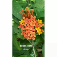pokok ixora oren/ixora hutan/pecah periuk