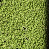 Azolla Microphylla Makanan Ikan | Ayam | Itik | Lobster | Haiwan Ternakan|