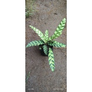 rattle snake calathea Live plants